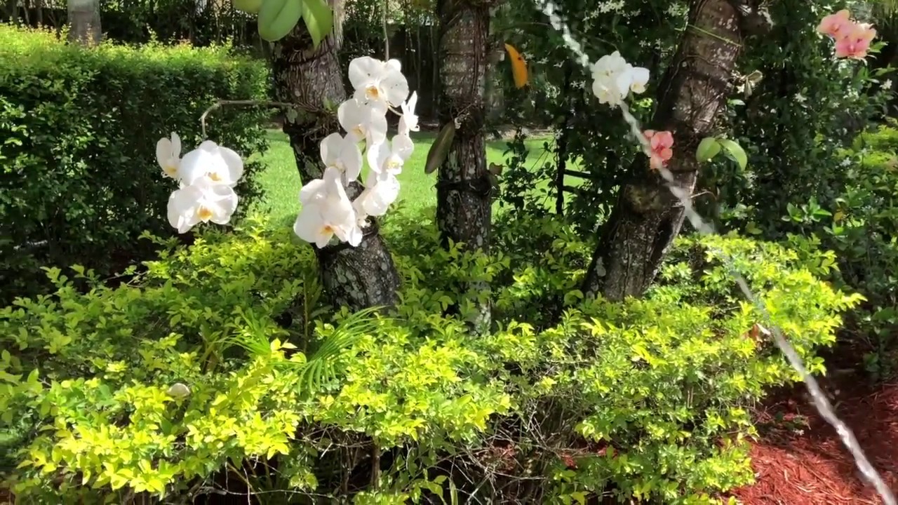 How to Fertilize Orchids on Trees, Loving My New Fertilizer Sprayer