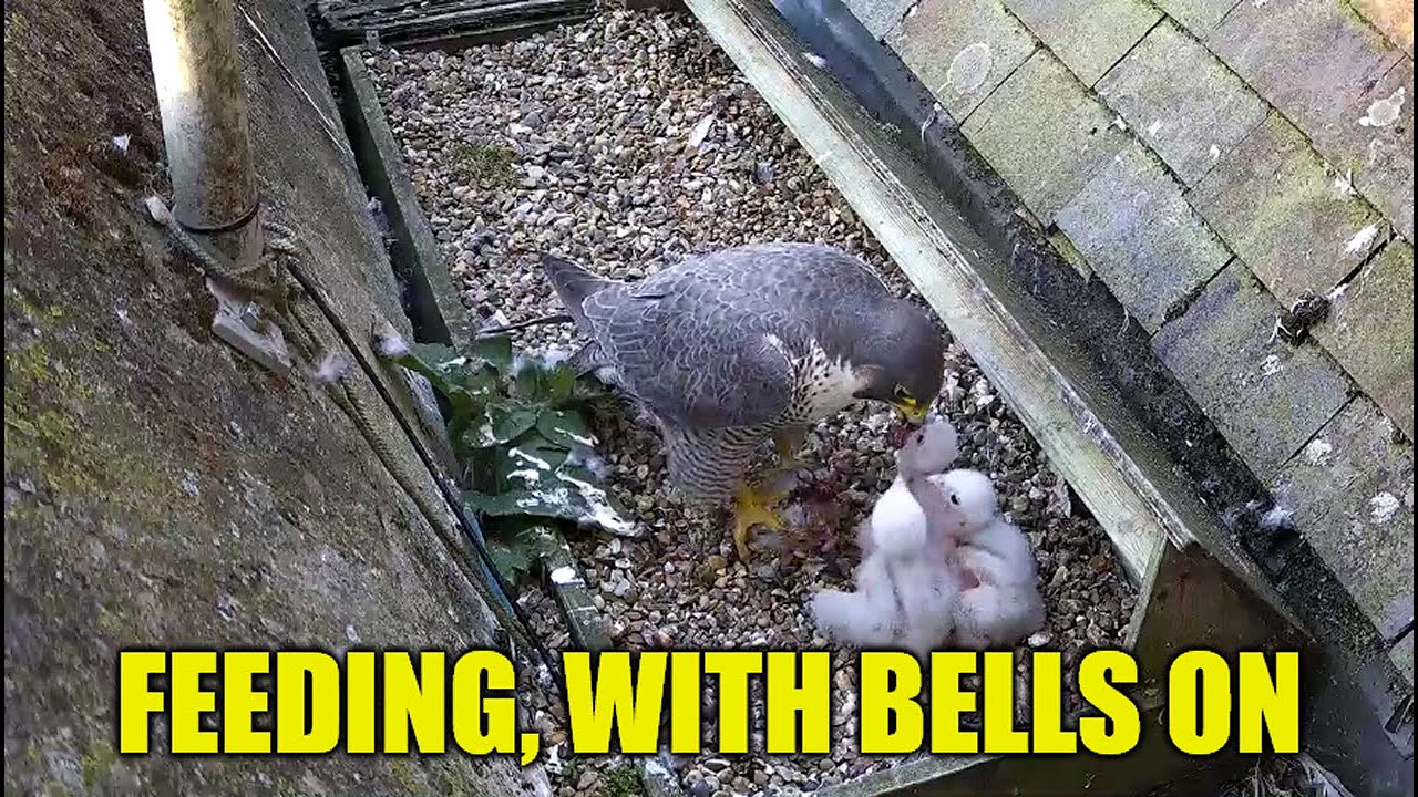 Feeding, With Bells On  - The St Albans Peregrine Falcons 2025