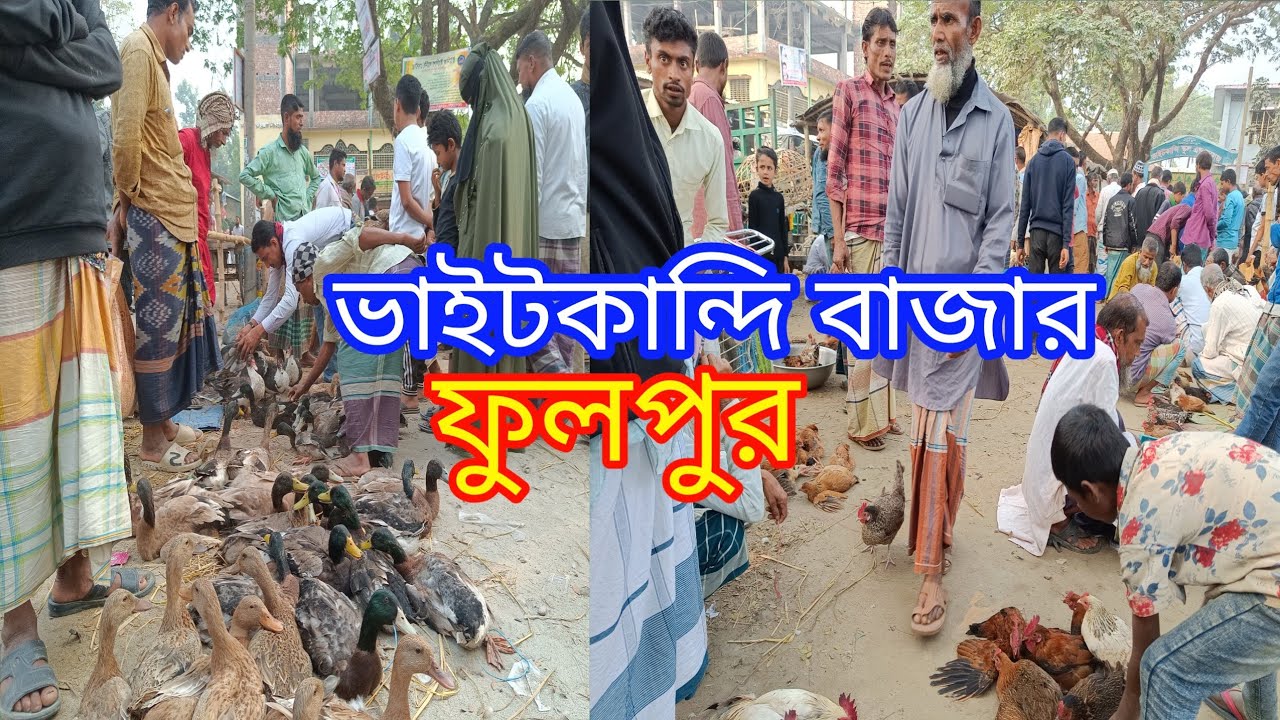 দেশি হাঁস মুরগির হাট ভাইটকান্দি বাজার, ফুলপুর ময়মনসিংহ। real village market in BD