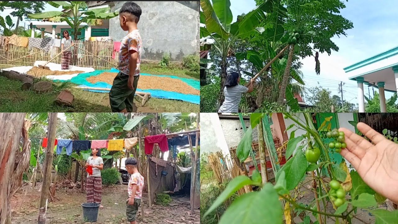 KEGIATAN PAGI INI‼️MUMPUNG CUACANYA PANAS SAATNYA JEMUR BAJU DAN PADI DAN PETIK LEUNCA DAN PEPAYA ‼️