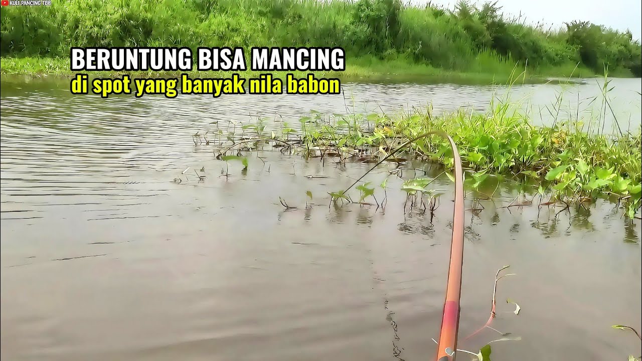 Beruntung sekali..!! Mancing liar di sungai yang banyak nila babon yang ganas