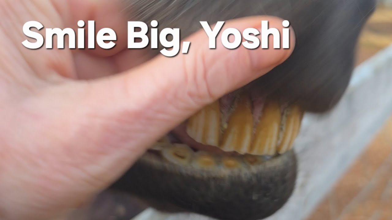YOSHI UPDATE: Super loveable, holding weight, oldest baby and loves hugs! 