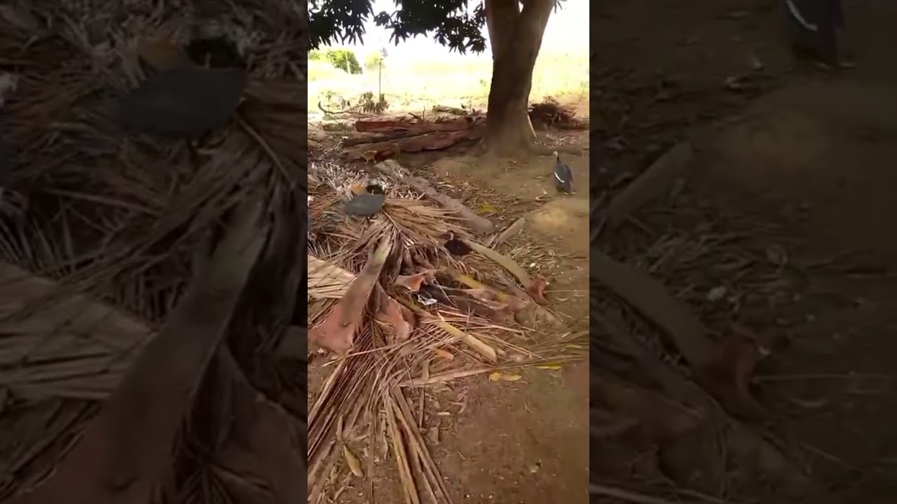 Conhecendo  um pouco  mais  da roça 