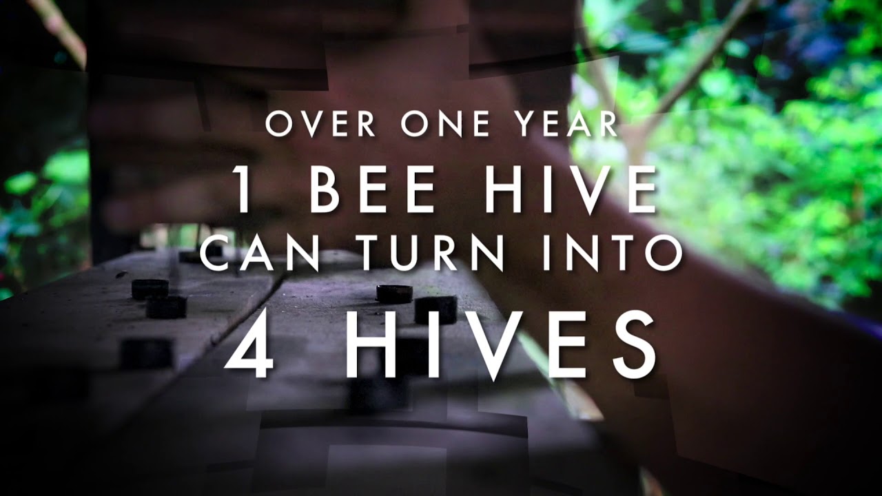 AmazonVida's Vision for Bee Hives