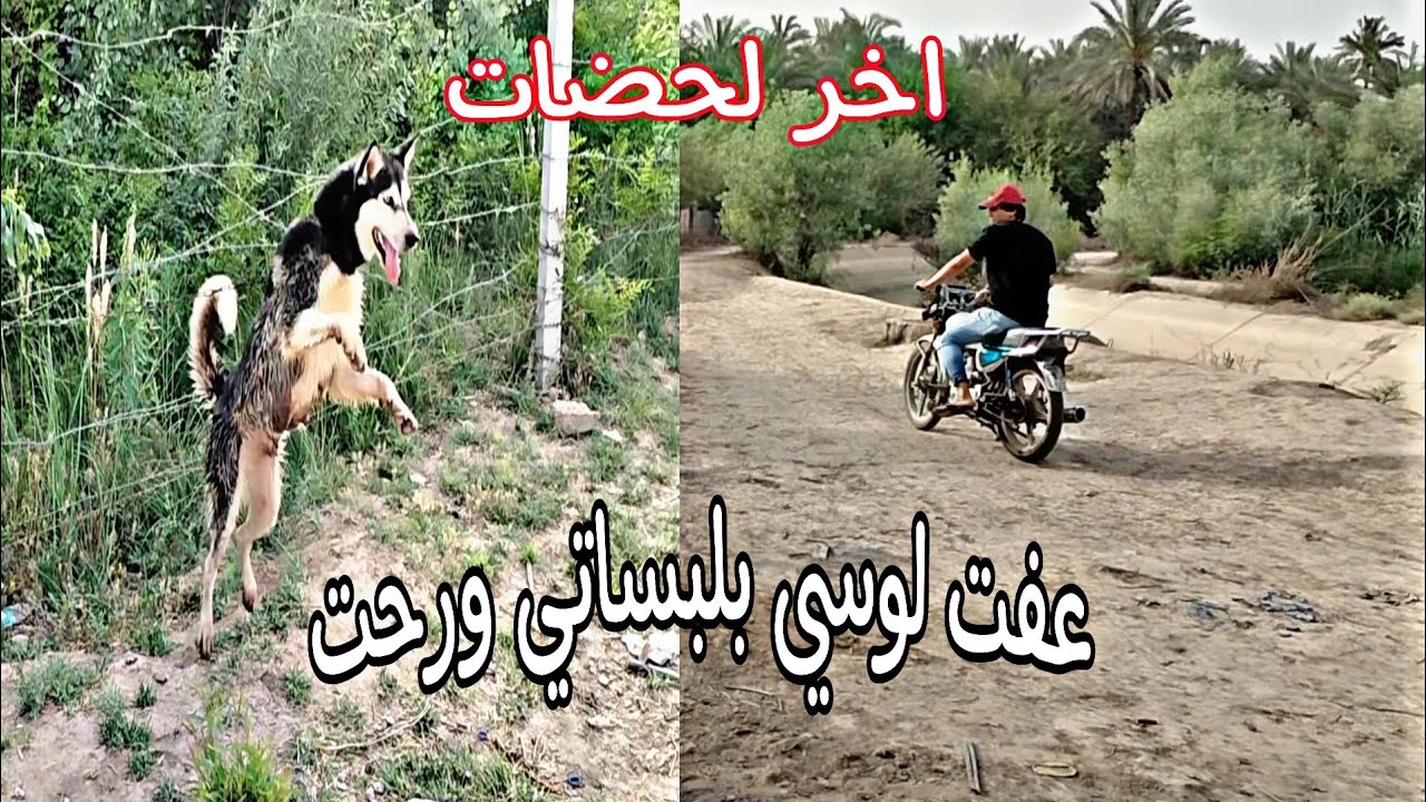 العودة للبحث عن كلبي بايكر صار بية موقف صدمني