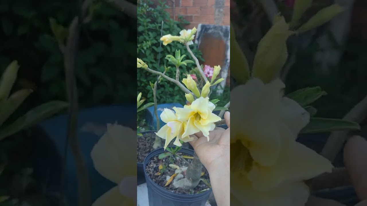 Meu lindo jardim 