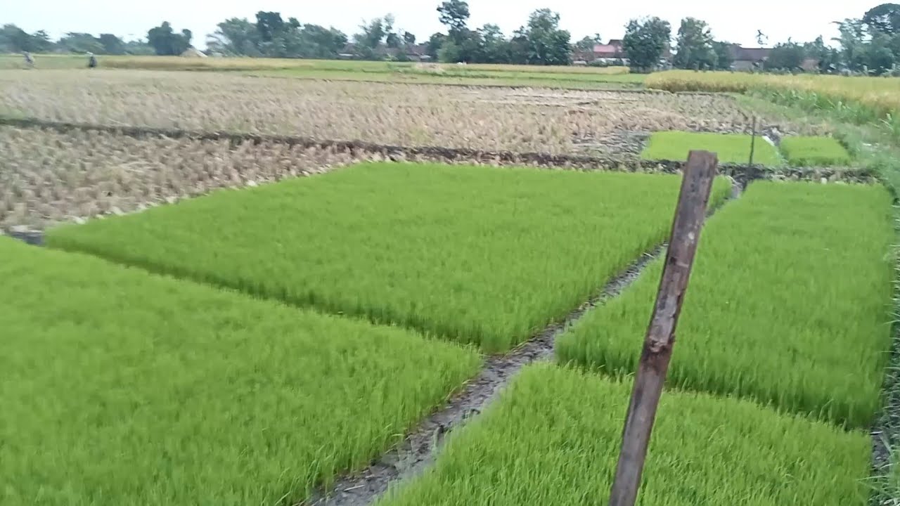 PANEN MEH RAMPUNG WES wiwitan maneh tandur