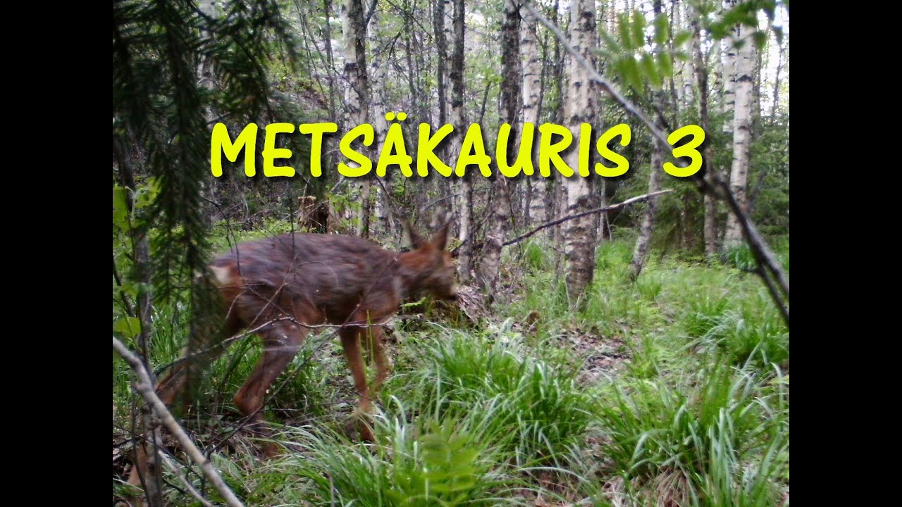 Mets&auml;kauris 3