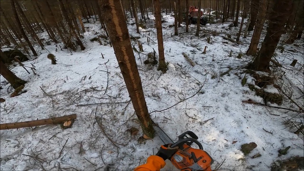 Fäller träd för stickväg i första gallring inför kranman processor p25 (Husqvarna 550xpg)