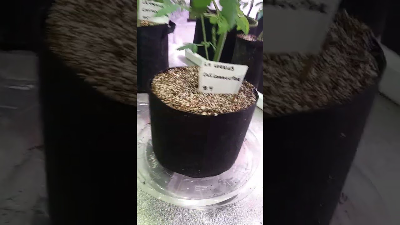 Ohio home grow day 8 of flower