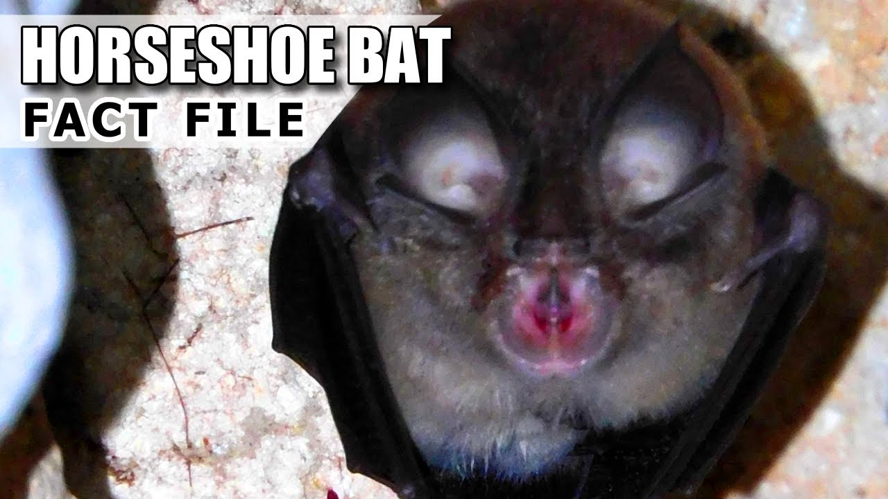 Horseshoe Bat Facts: a LEAF-NOSED Bat 🦇 Animal Fact Files