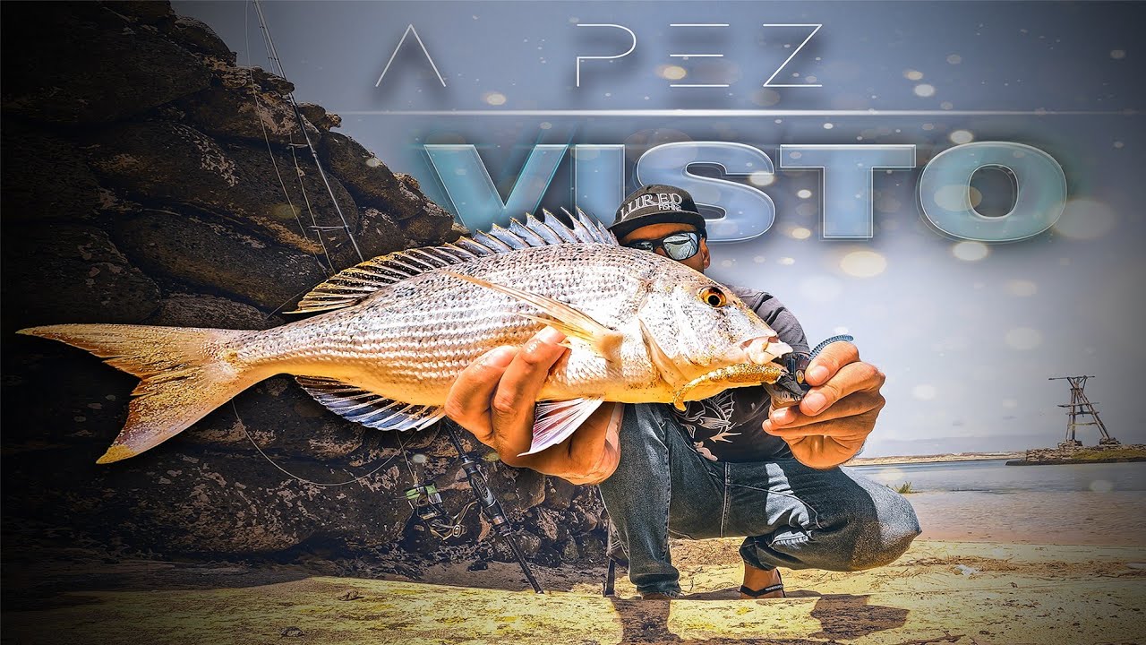 DENTÓN a PEZ VISTO & ℝ𝔼𝕊ℂ𝔸𝕋𝔼 🐢 [𝘼𝙣𝙜𝙡𝙚𝙧𝙨 𝙏𝙖𝙧𝙜𝙚𝙩 #6] | Lured Vlog 311