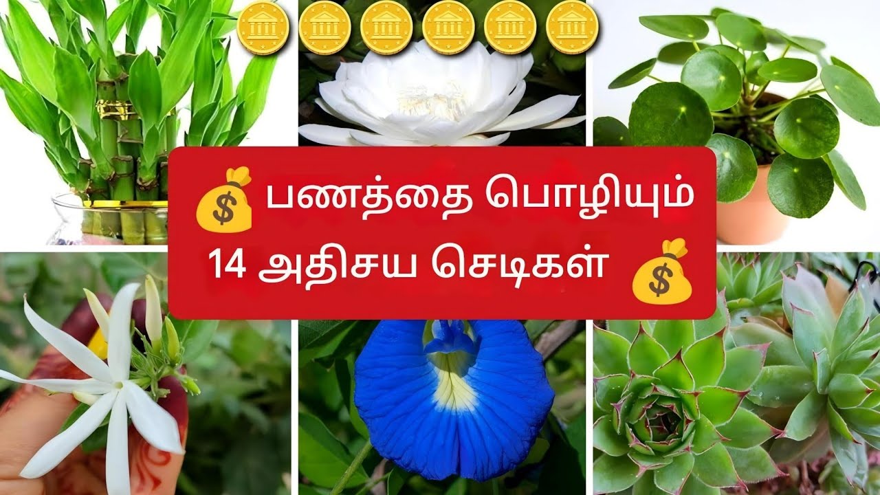 பண மழையைத் தரும் 14 மங்களகரமான செடிகள்💰 Good Luck Plant For Home | Plant Benefit vastu tips