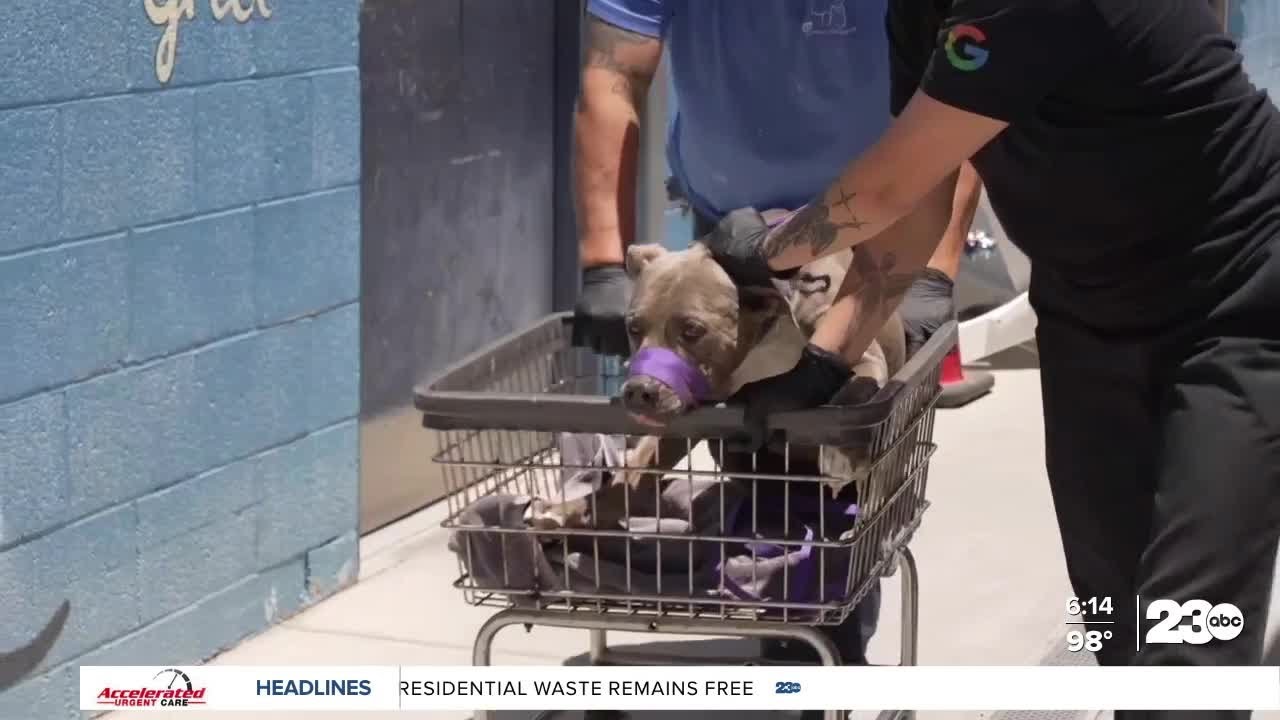 Bakersfield Shelters Brace for Post-Fireworks Pet Surges