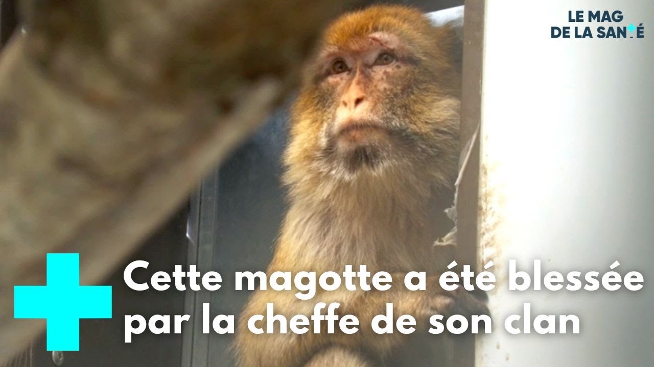Un refuge pour des animaux en souffrance 3/5 - Le Magazine de la Santé