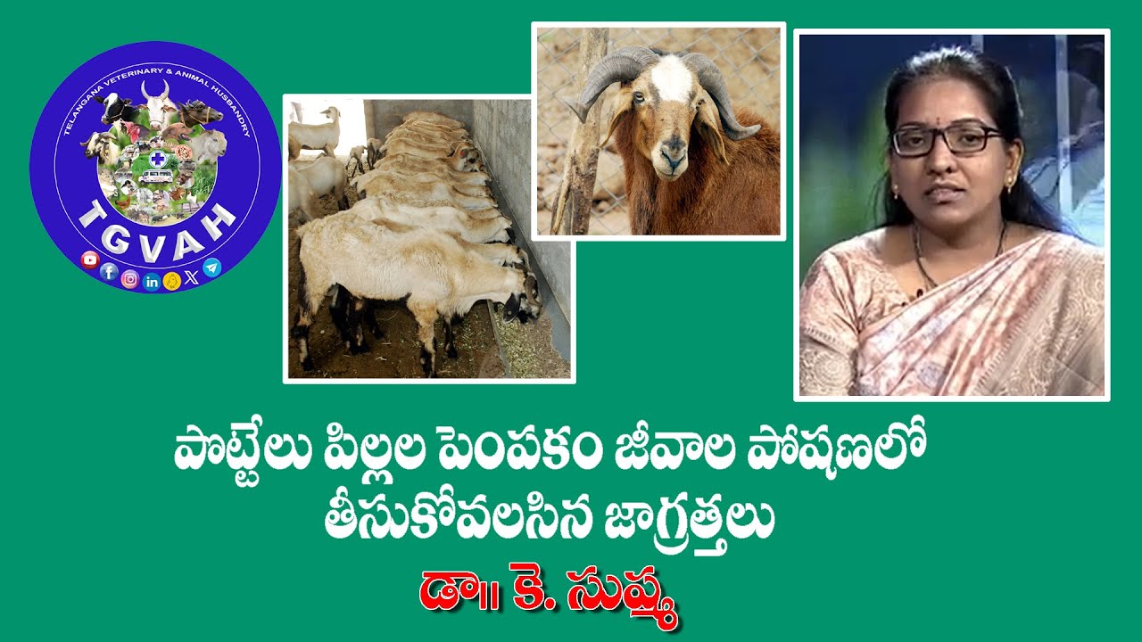 పొట్టేలు పిల్లల పెంపకం మరియు జీవాల పోషణలో తీసుకోవలసిన జాగ్రత్తలు