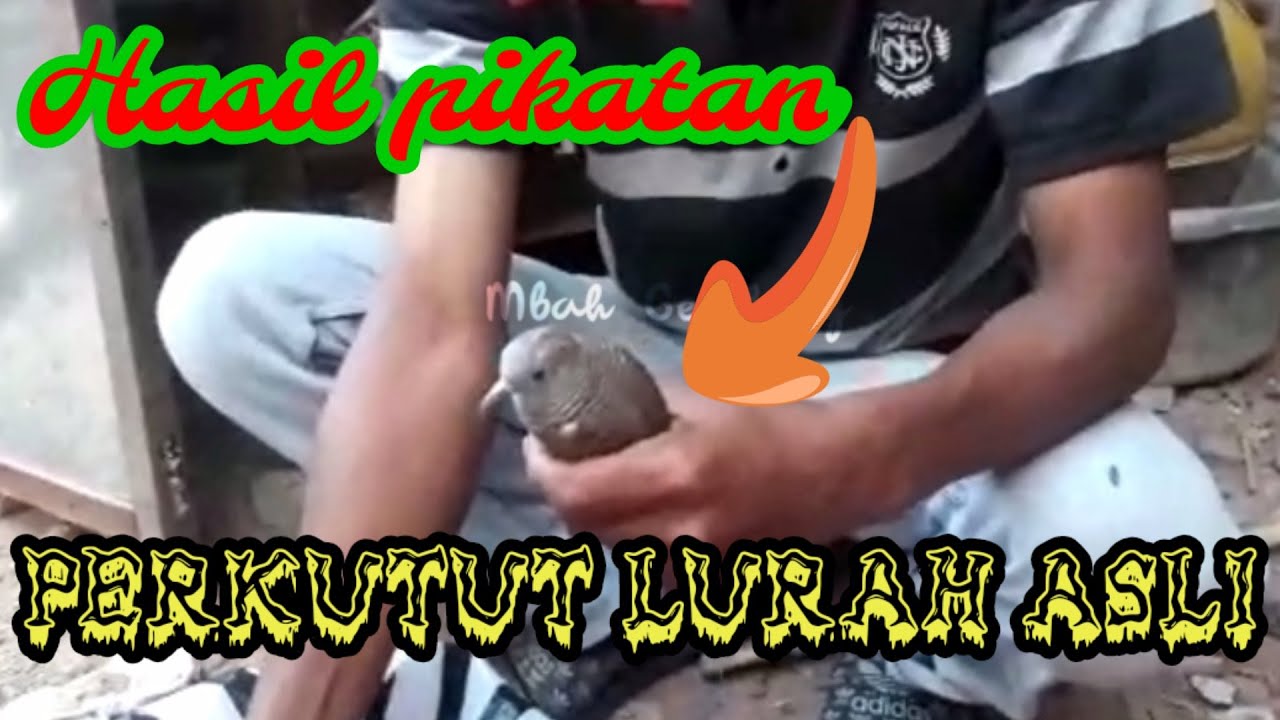 PERKUTUT LURAH ASLI | HASIL PIKATAN DI LOKASI PETILASAN MATARAM KUNO,TEMANGGUNG.