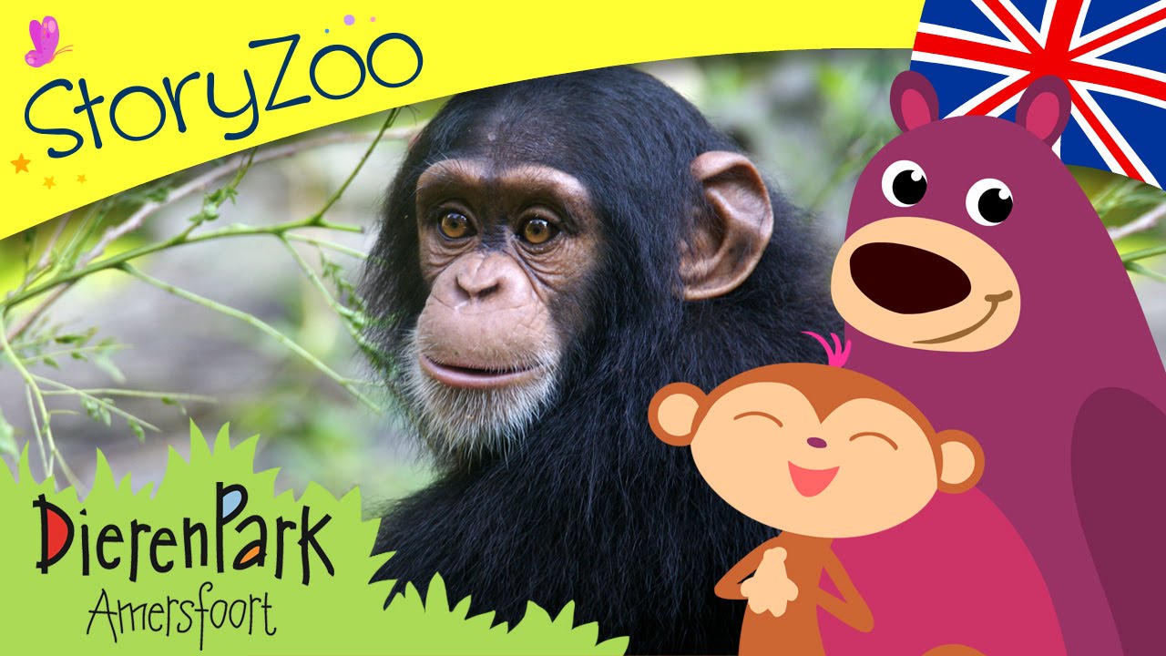 Episode 1 &bull; StoryZoo visits the chimpanzee in Dierenpark Amersfoort