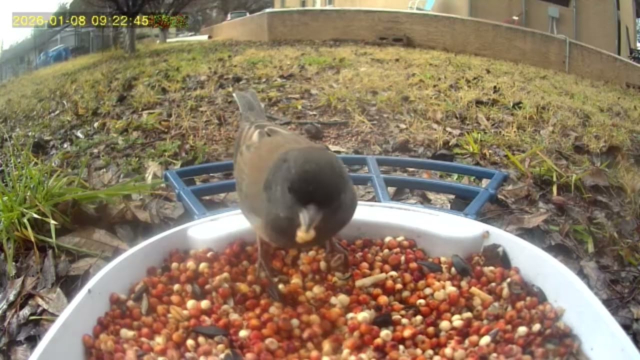 New sparrows today, and a raccoon 🦝 