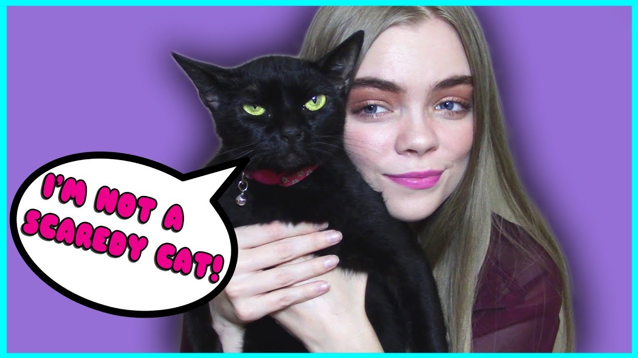 HOW MAKE YOUR CAT ACT LIKE A DOG! (Helping Scaredy Cats)