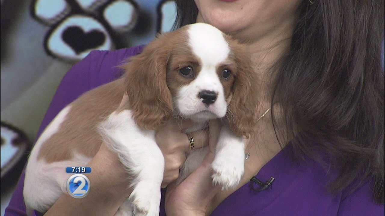 Love Your Pet: Umbilical hernias