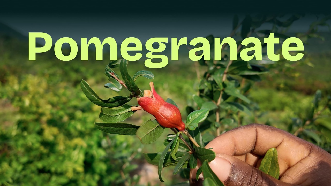 Our Pomegranate Trees Are Growing Well
