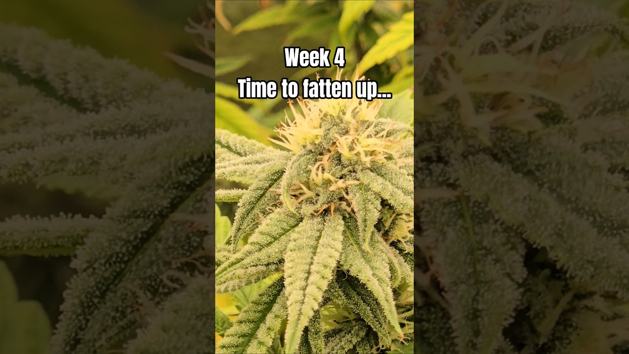 Should start packing on size the 2nd half plus during bloom. 🙏 #shortvideo #trap #fye #music #420