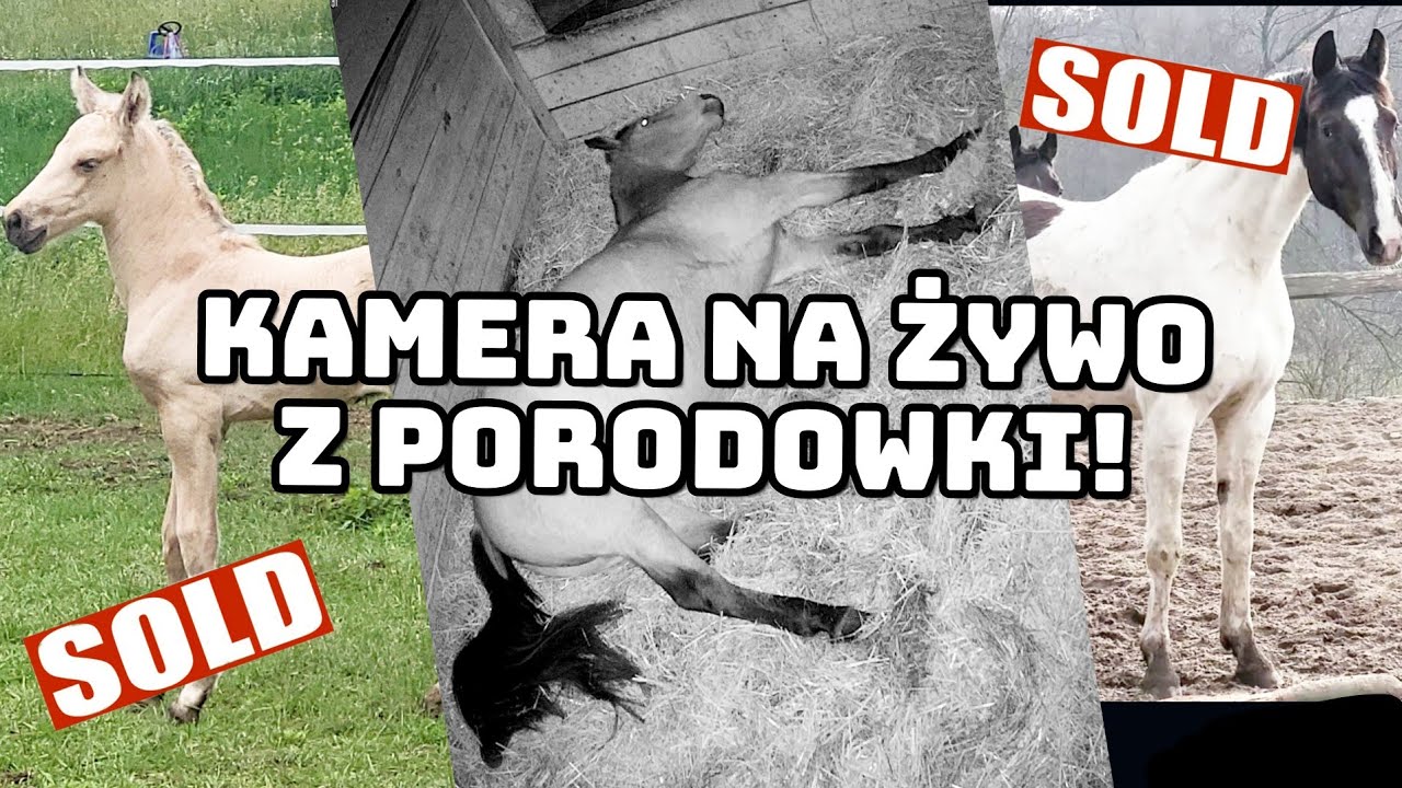 KAMERA Z PORODÓWKI KLACZY! / DAKOTA I TWIX SPRZEDANI / WYJEŻDZAJĄ