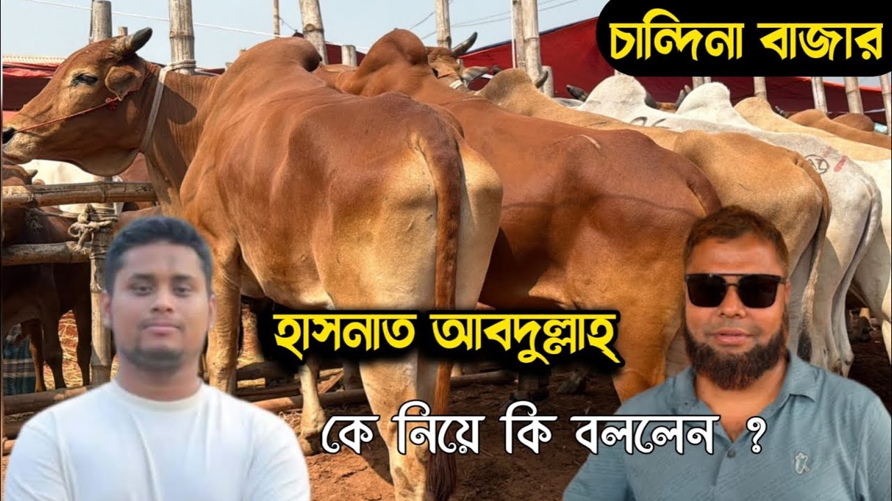 হাসনাত আবদুল্লাহ্ কে নিয়ে কি বললেন ভাইরাল মাহাবুব ব্যাপারি। ১৮ টি বলদ গরু বিক্রি করে দিলেন দাম জানুন