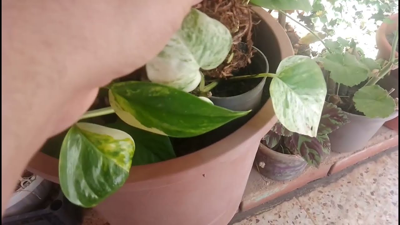 اسهل الطريقة  زراعة كل انواع البتوس   وعناية بيه وتركيب الدعامة وفواىد الدعامة وحصول عليها #plants