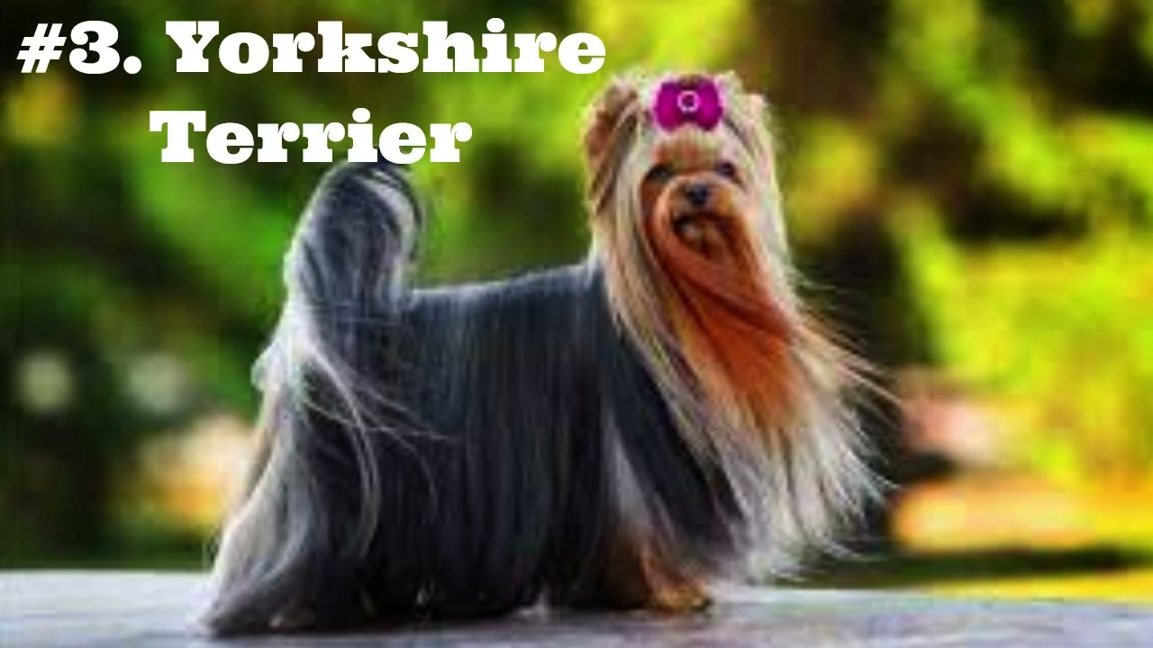 15 Best HYPOALLERGENIC DOG BREEDS That Don't Shed = Discovery Channel - Dog Breeds