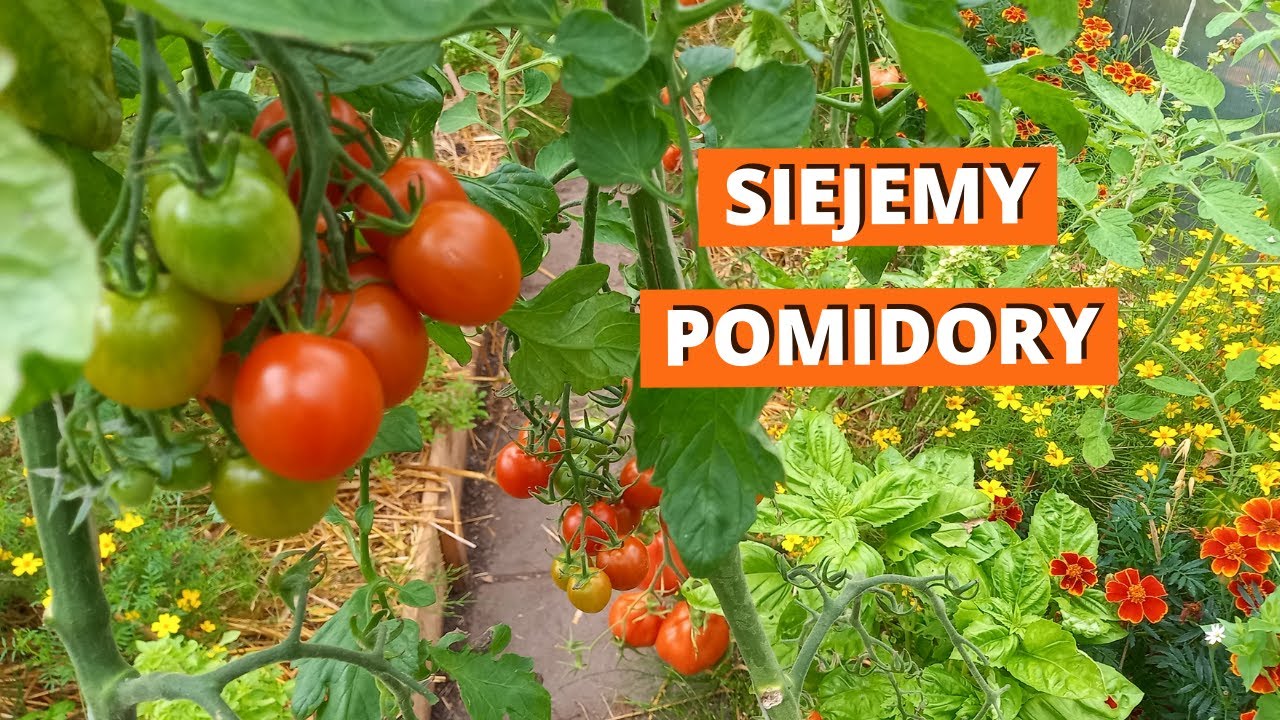 Siejemy pomidory. Jak siać pomidory i dlaczego to najlepszy czas na wysiew