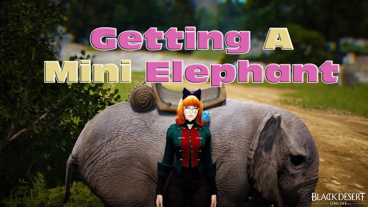 BDO - Getting A Mini Elephant - Quest Guide (2018)