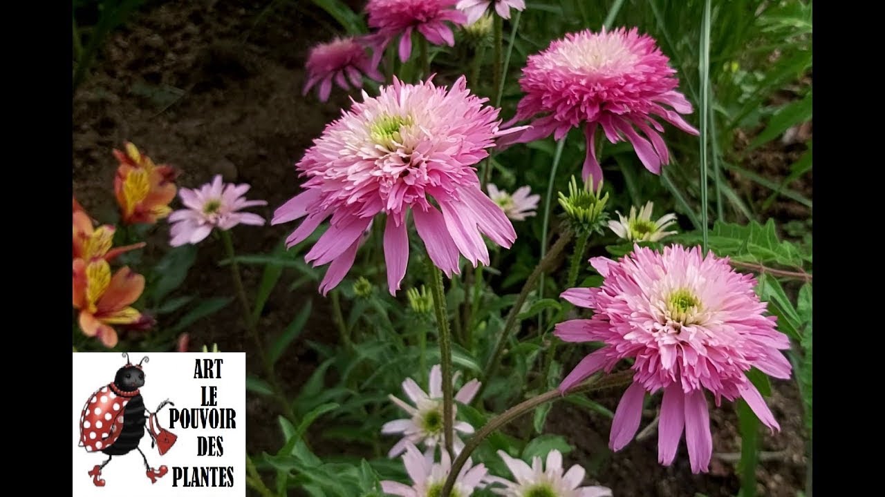 Jardinage : Taille et entretien de l'Echinacea purpurea 'Mini Belle' 🌸 Une vivace incontournable !