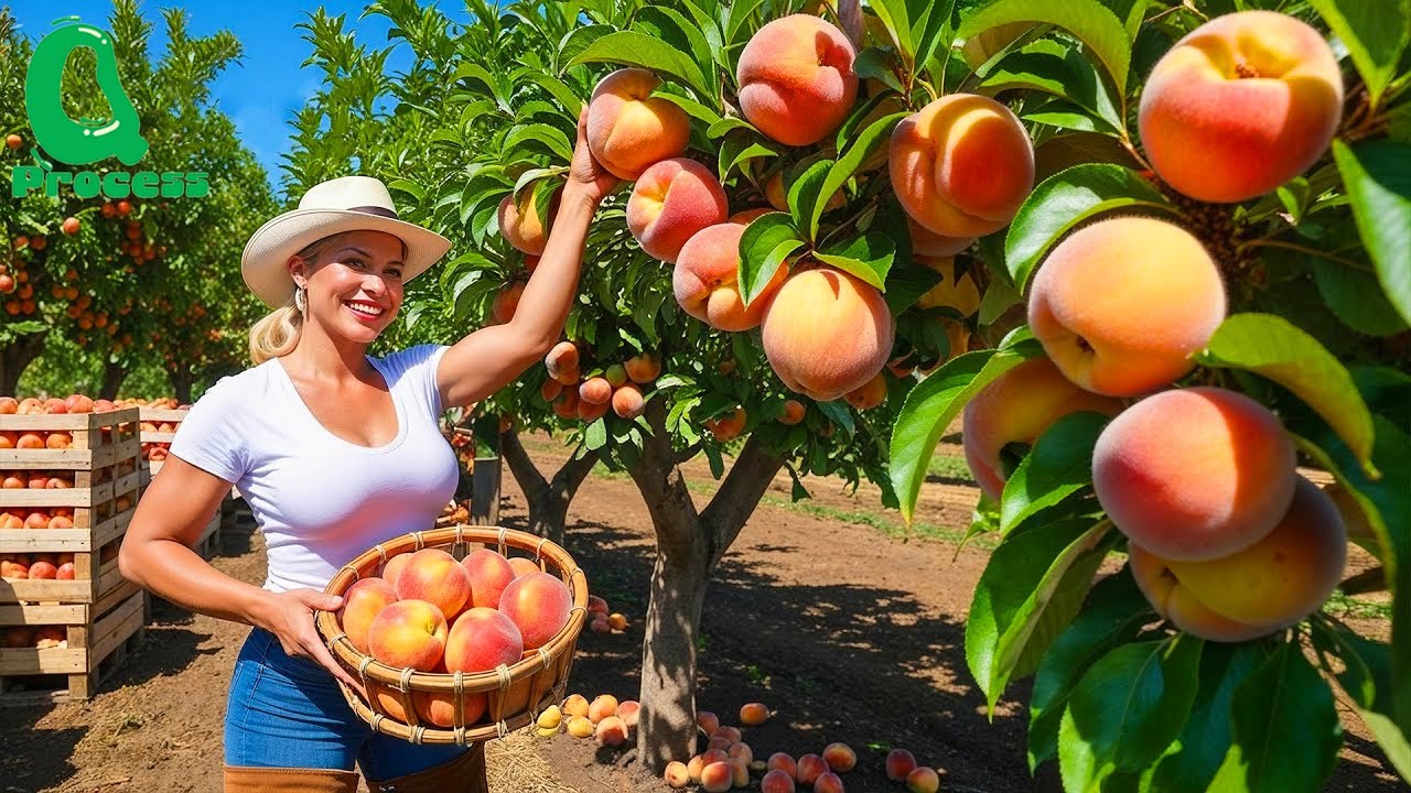 Peach Farming | Harvesting & Canning Billions of Peaches in the USA | Agriculture Tech