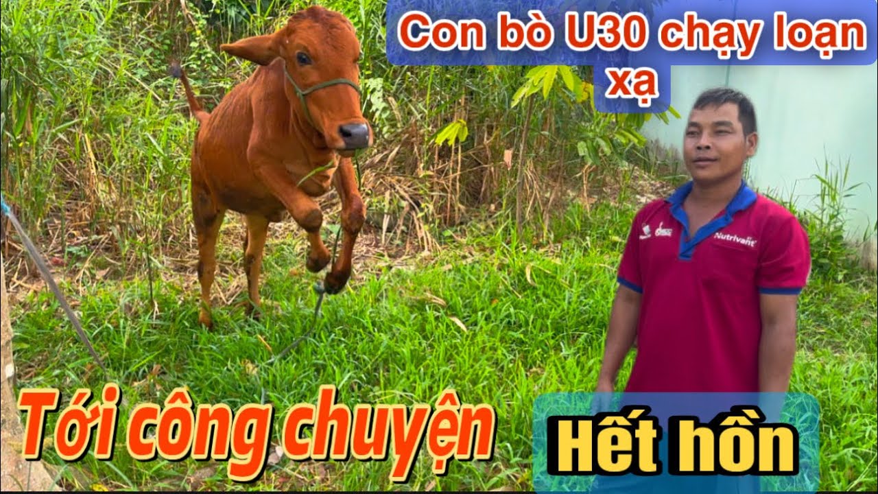 Bất ngờ bò của U30 chạy loạn xạ sáng sớm khi được dắt ra ngoài ăn cỏ#u30 