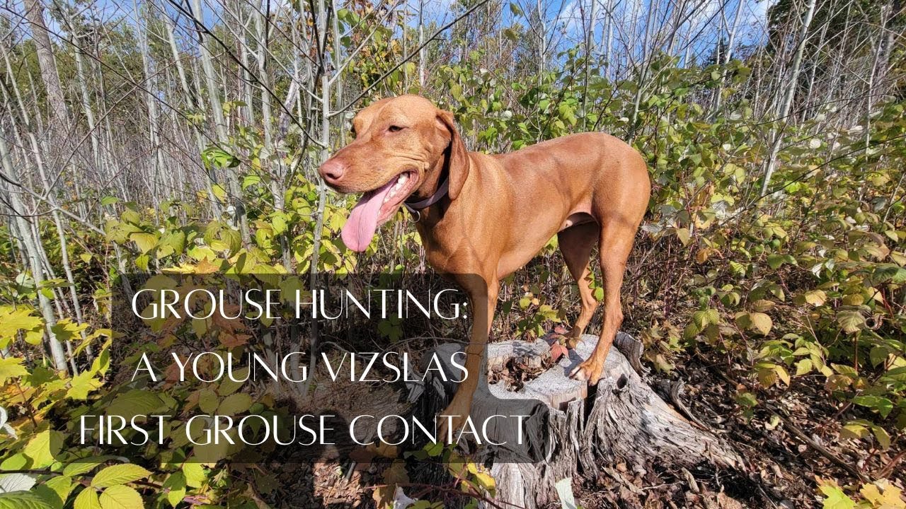 Grouse Hunting: A young Vizslas first Grouse Contact