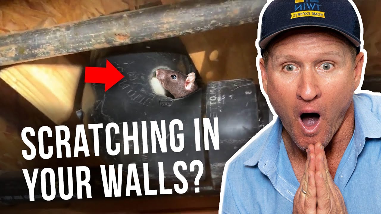 Scratching In Walls And Ceiling At Night? We Got You!