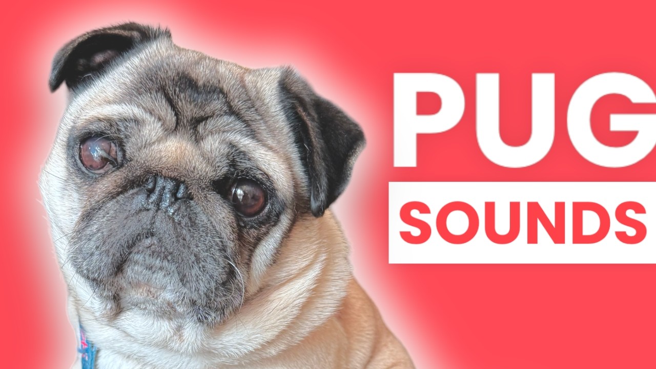 Pug BARKING!😲 Pug baby loves pugs SCREAMING! Cute Pug Noises and Sounds