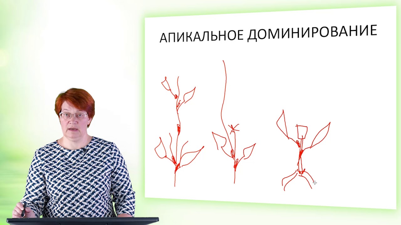 15 Гормоны растений