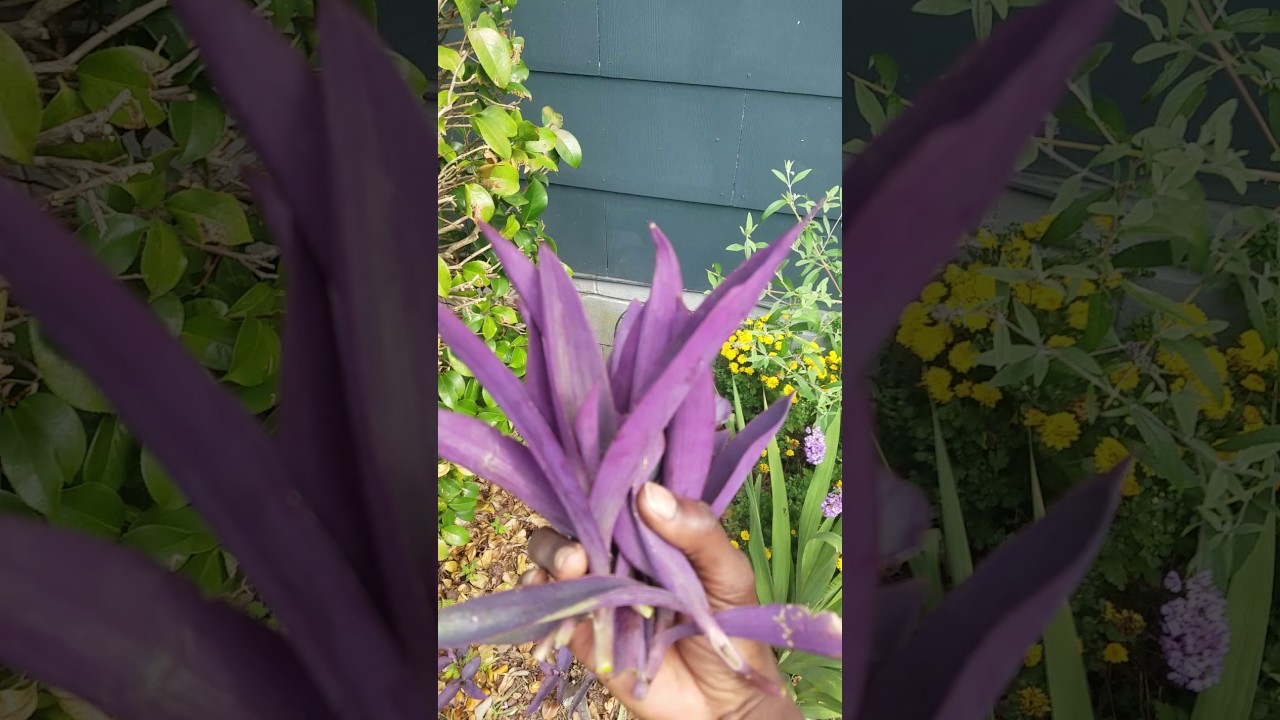 EASY purple heart transplanting