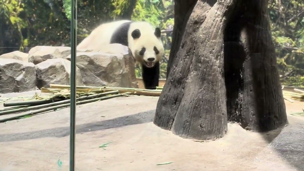 【上野動物園1/25(日)】シャオシャオ最終日観覧【13：15の回】