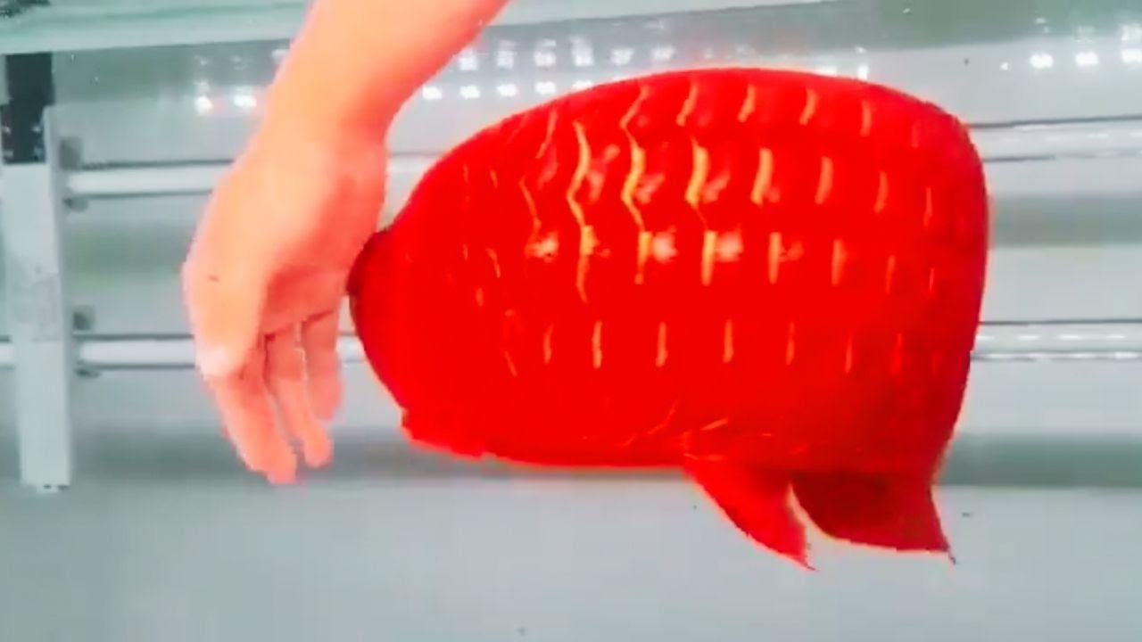 Most Beautiful Super Red Arowana | Rare Arowana In The World