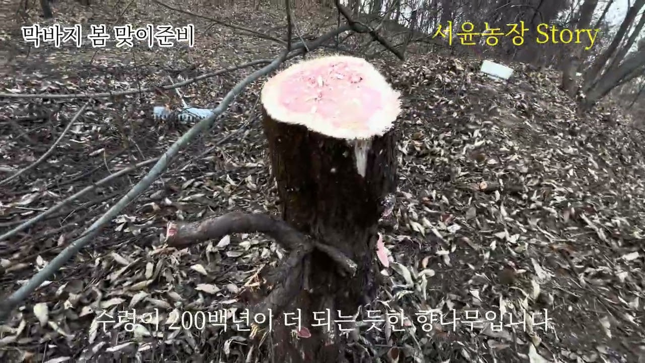 막바지 겨울 봄맞이 준비 ㅣ 폐수목 정리 ㅣ 잡목제거 및  농장주변 수목정리