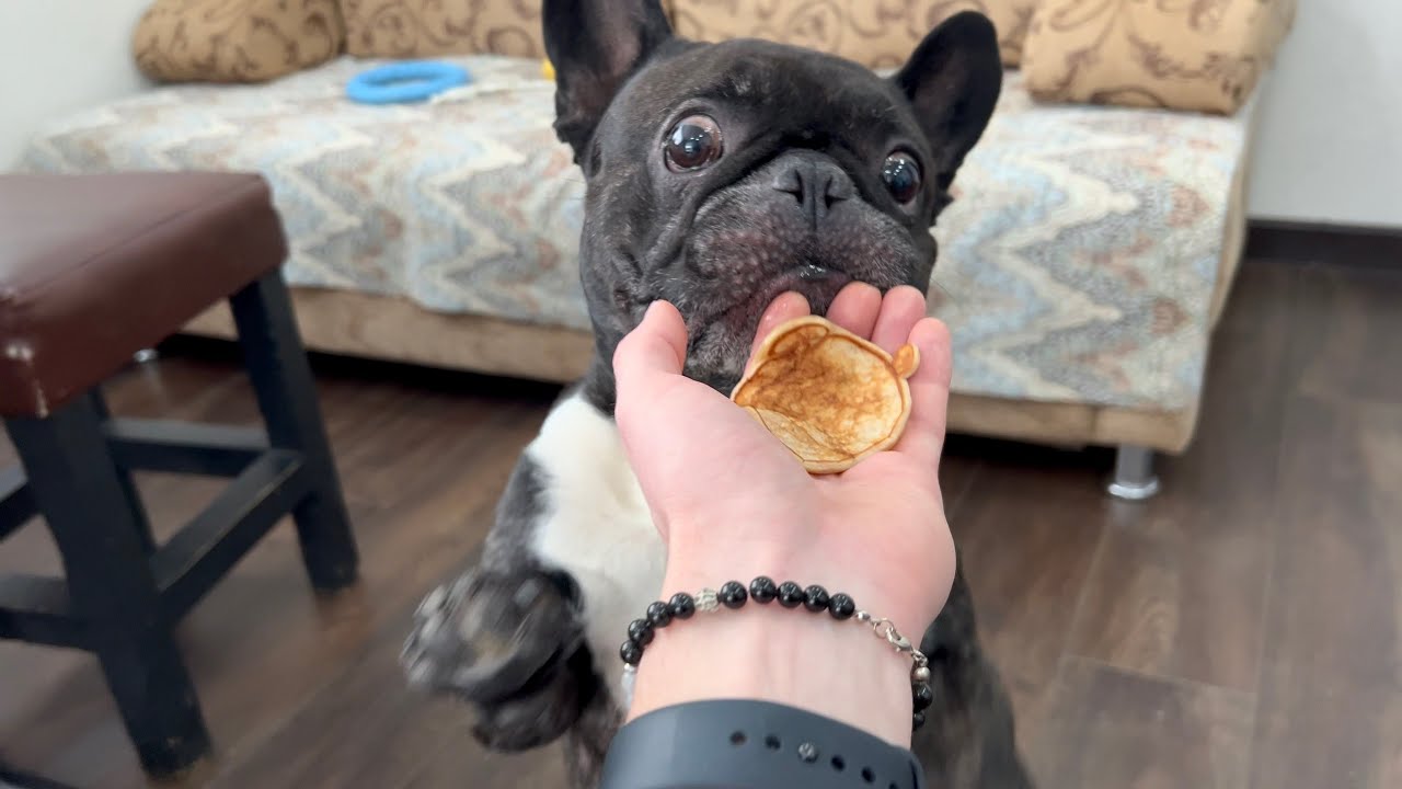 French bulldog fights for pancakes