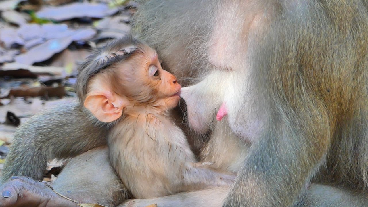 Very sweet__ Cuties baby Rina not wait try so fast to drink sweet milk mommy.