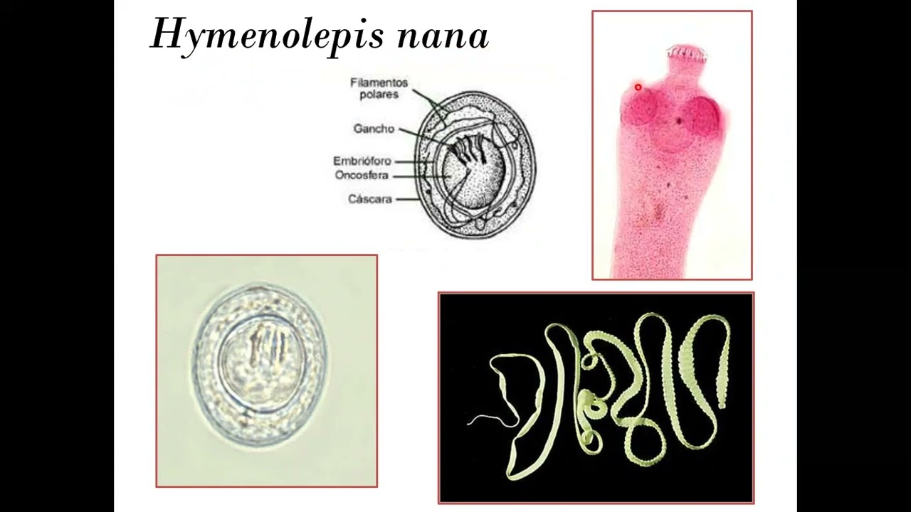 MORFOLOGIA HELMINTOS 2022