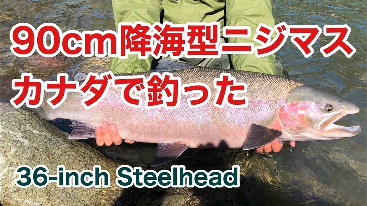 カナダ釣り］スチールヘッド午前中で73/77/90cm　36-inch steelhead fishing in Canada