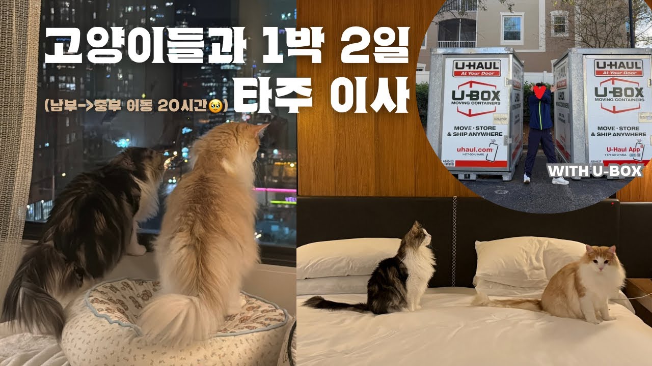 🇺🇸미국에서 고양이들과 타주 이사하기 | U-BOX 셀프 이사 | 고양이들과 미국 로드 트립(?) | 미국 남부에서 중부까지