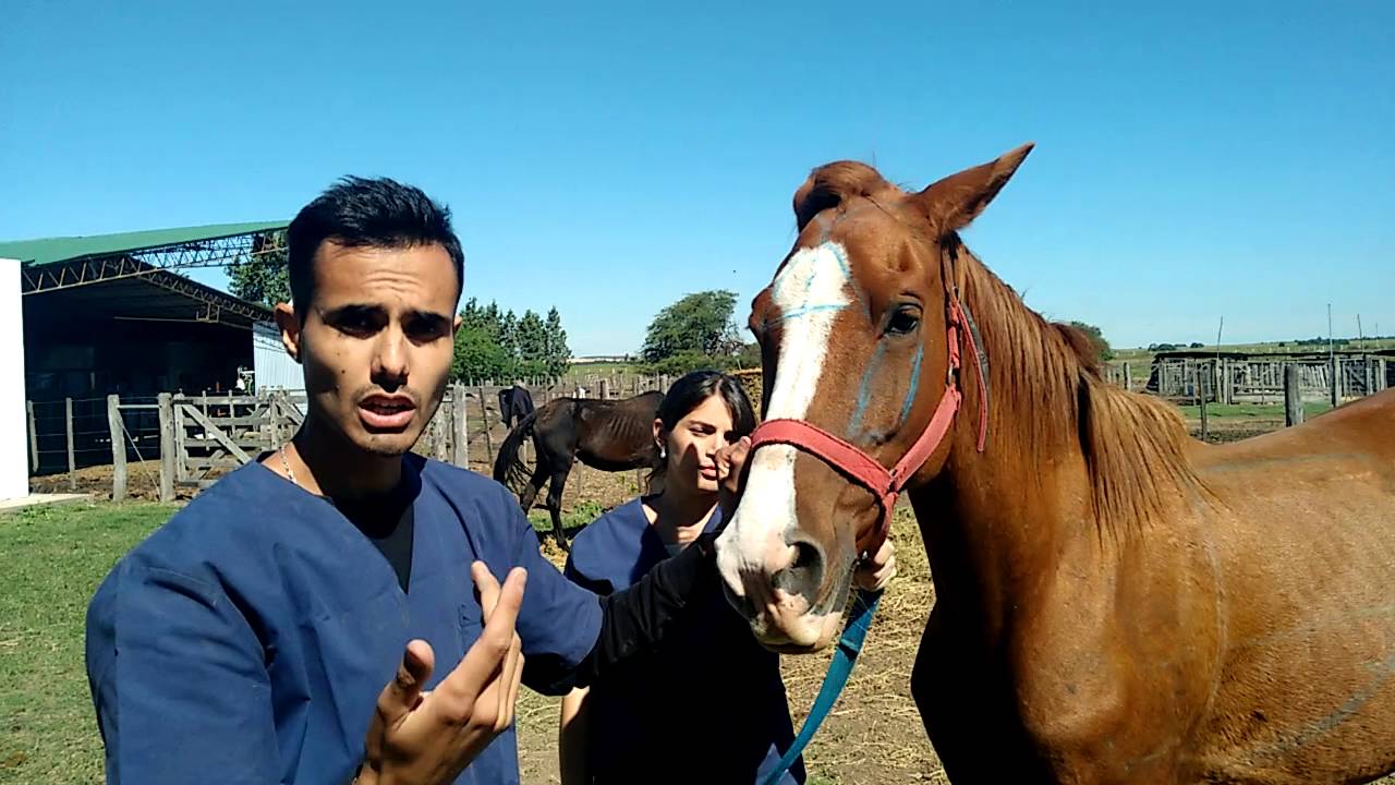 Senos Paranasales Equino